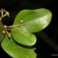 Cinnamomum ovalifolium Wight
